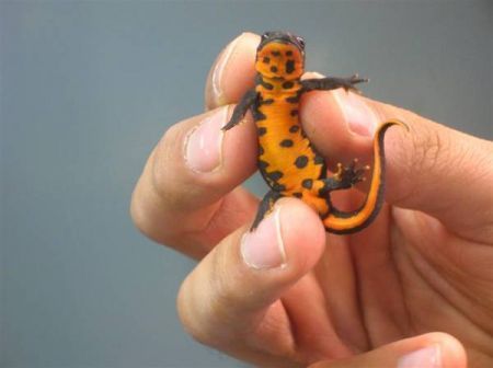 Animali esotici, un tritone.