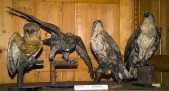 Animali: quelli impagliati aumentano a dismisura