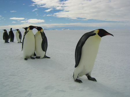 animali pinguini rischio estinzione