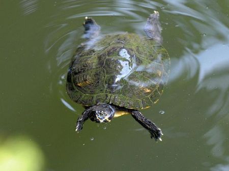 animali tartarughe acqua dolce estinzione