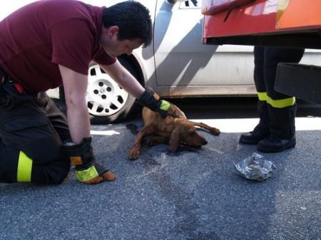 Cane ferito per strada.