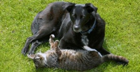 cani-gatti cani gatti