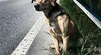Animali: consigliere sardo propone di bruciare cani randagi