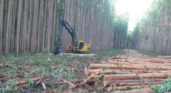 Eco-energie: in realizzazione il più grande impianto spagnolo di biomasse