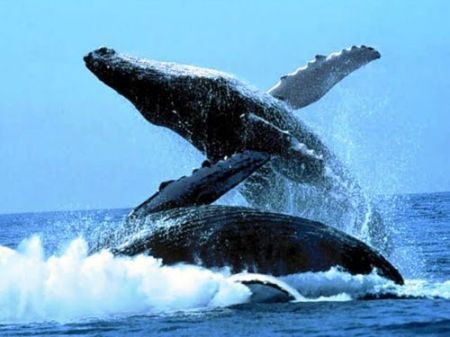 Greenpeace a tutela delle balene.