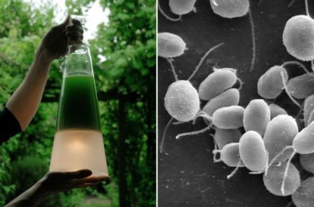 la lampada alimentata dalle alghe