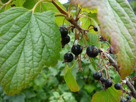Ribes nero