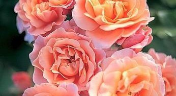 Natura: rosa biologica sbarca finalmente in Italia