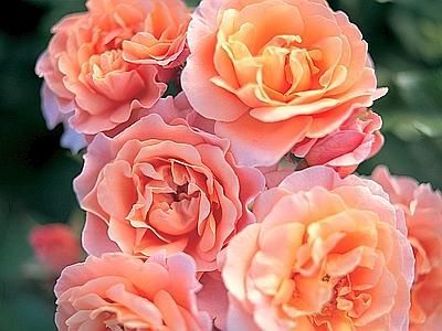Rosa biologica