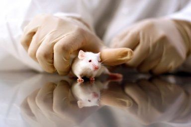 Sperimentazione sugli animali.