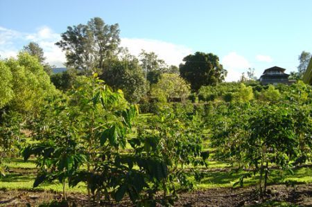 Sviluppo sostenibile, nuovi piani ecocompatibili per Nestlè