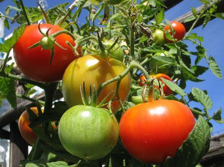 agricoltura biologica orto giardino valle giulia