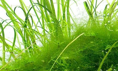 biocarburanti alghe