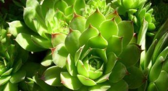 Biodiversità: rischio estinzione per una pianta su cinque