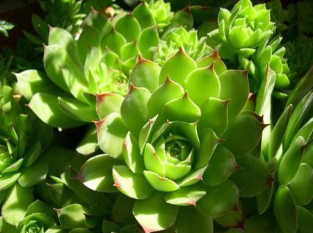 biodiversita-estinzione-piante biodiversita estinzione piante