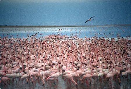 natura fenicotteri nidificazione sicilia