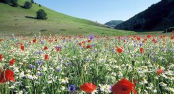 Natura: rimedio contro stress e percezione del dolore