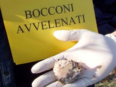 animali-bocconi-avvelenati animali bocconi avvelenati
