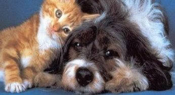 Animali: cani intelligenti più dei gatti, ecco la conferma