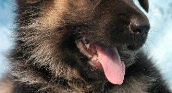 Animali domestici: in Cina arriva la legge del cane unico