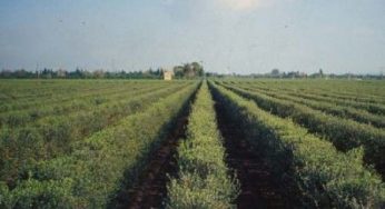 Biologico: Puglia punta sull'agricoltura a km zero