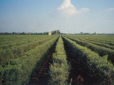 biologico-puglia-olivicoltura biologico puglia olivicoltura