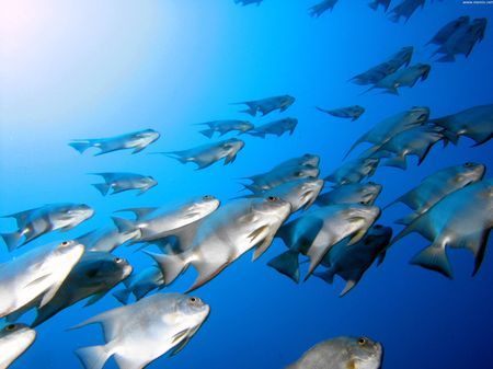 ecosistema adriatico fauna ittica