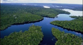 Ecosistema: origine della biodiversità amazzonica