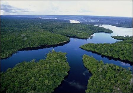 ecosistema biodiversita foresta amazzonica