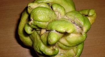 Rifiuti: il limone mutante di Terzigno
