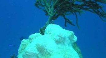 Mutamenti climatici: barriere coralline dei Caraibi diventano bianche