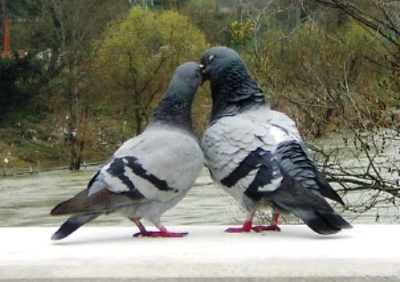 piccioni piccioni