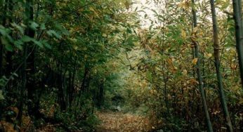 Regali di Natale 2010: BosCO2 per la sostenibilità ambientale