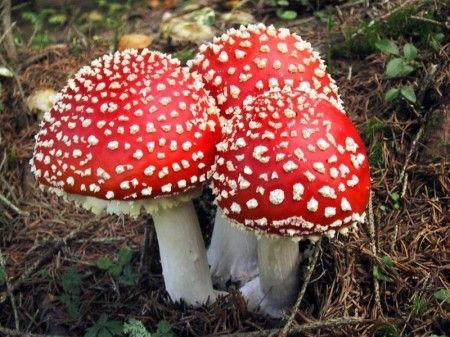 animali-funghi-allucinogeni animali funghi allucinogeni