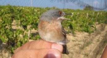 Animali: nuovi rilevatori catalogano uccelli della Valle D'Aosta