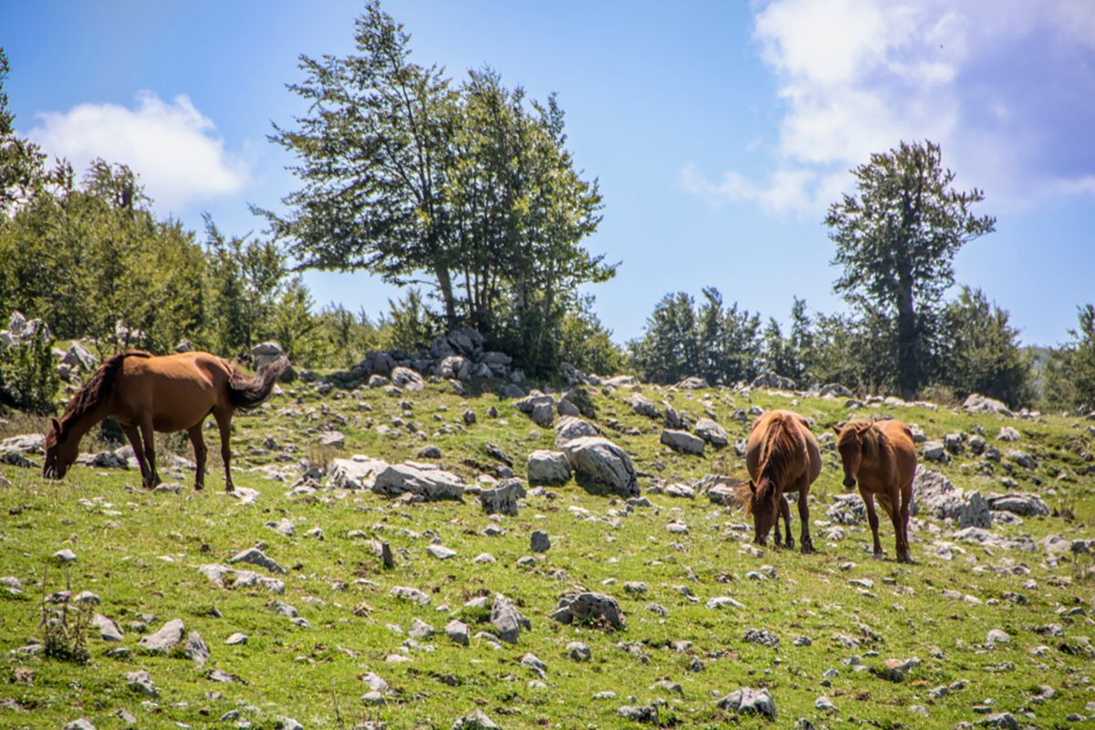 Parco nazionale del Pollino in Calabria