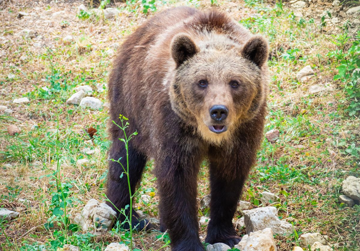 Parco nazionale della Majella, orso marsicano