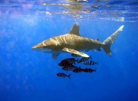 attacco-squalo-sharm attacco squalo sharm