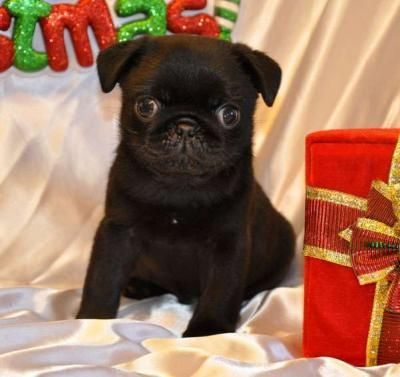 cuccioli-natale cuccioli natale