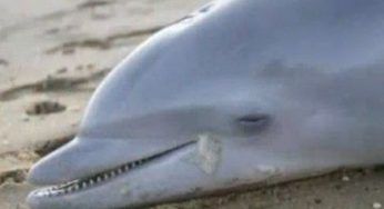 Inquinamento mare: delfino trovato morto nel ravennate