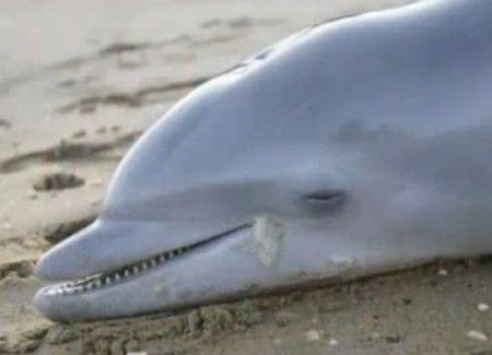 delfino morto