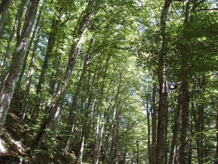 foreste-progetto-futmon foreste progetto futmon