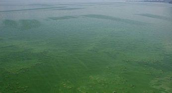 Inquinamento mare: in aumento tossicità dei cianobatteri