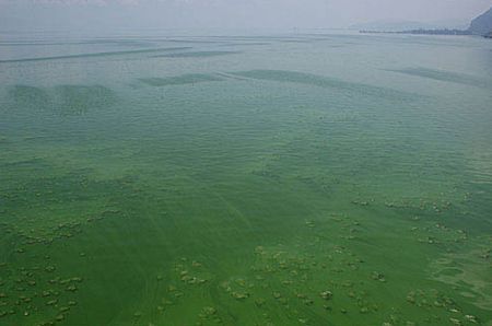 inquinamento mare tossicita cianobatteri