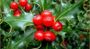 Natale 2010: WWF Parma spiega come renderlo ecologico