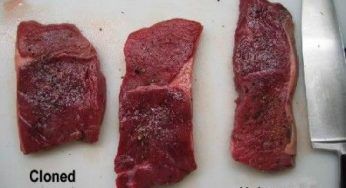 OGM: carne clonata e latte approvati in Gran Bretagna