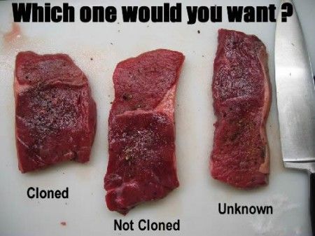 ogm-carne-clonata ogm carne clonata