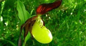 Orchidee: riforestazione naturale ne favorisce la crescita