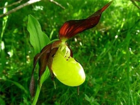 orchidee riforestazione naturale