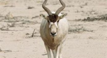 Bioparco Roma: nato cucciolo di addax, è una rarità